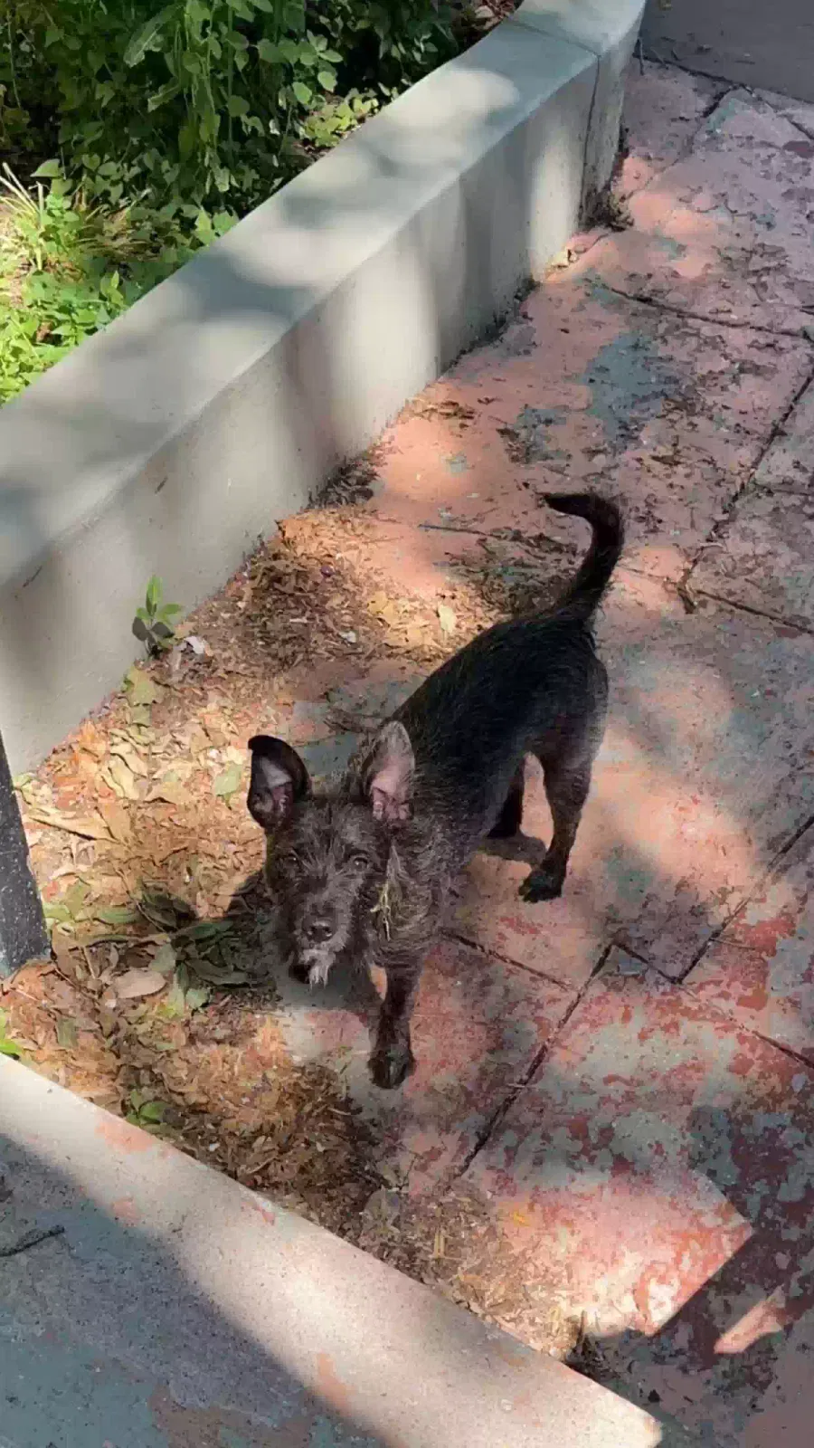 Lost dog in Denver, CO, 80203