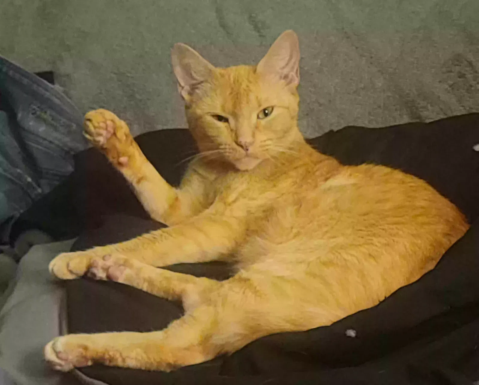 Lost cat in Kannapolis, NC, 28081