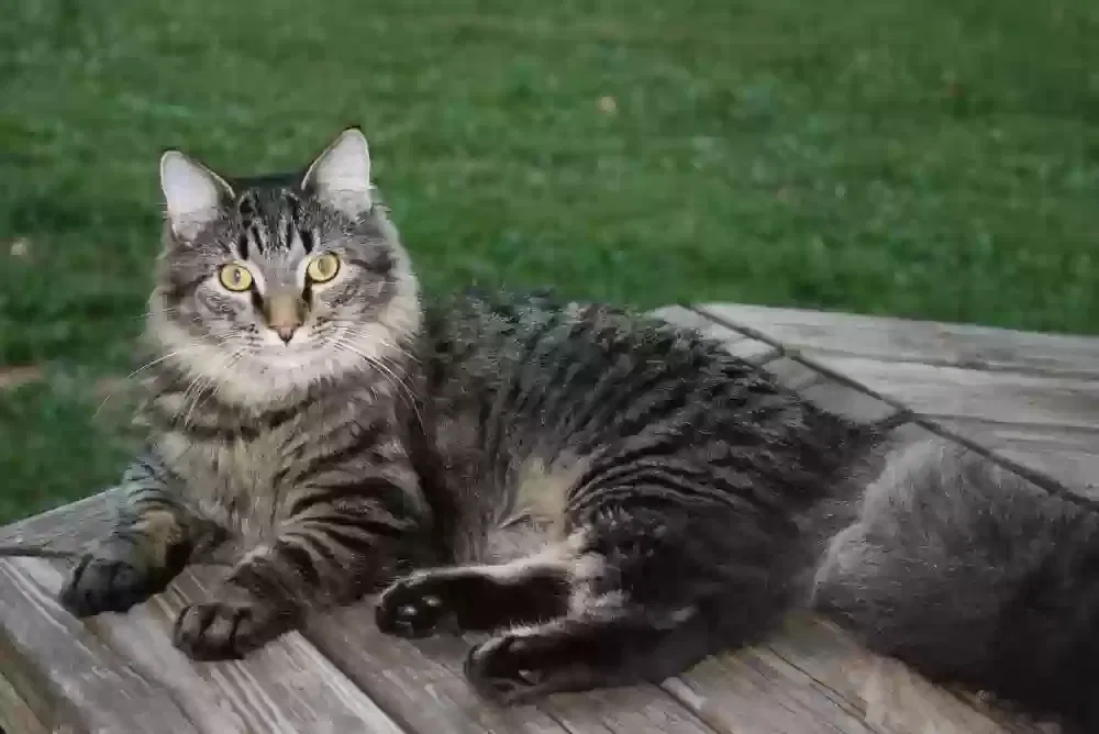 Lost cat in Bethlehem, PA, 18017