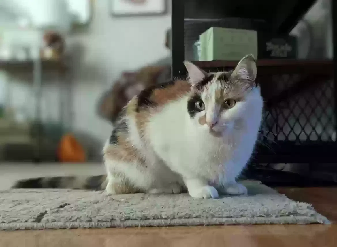 Lost cat in Clawson, MI, 48017