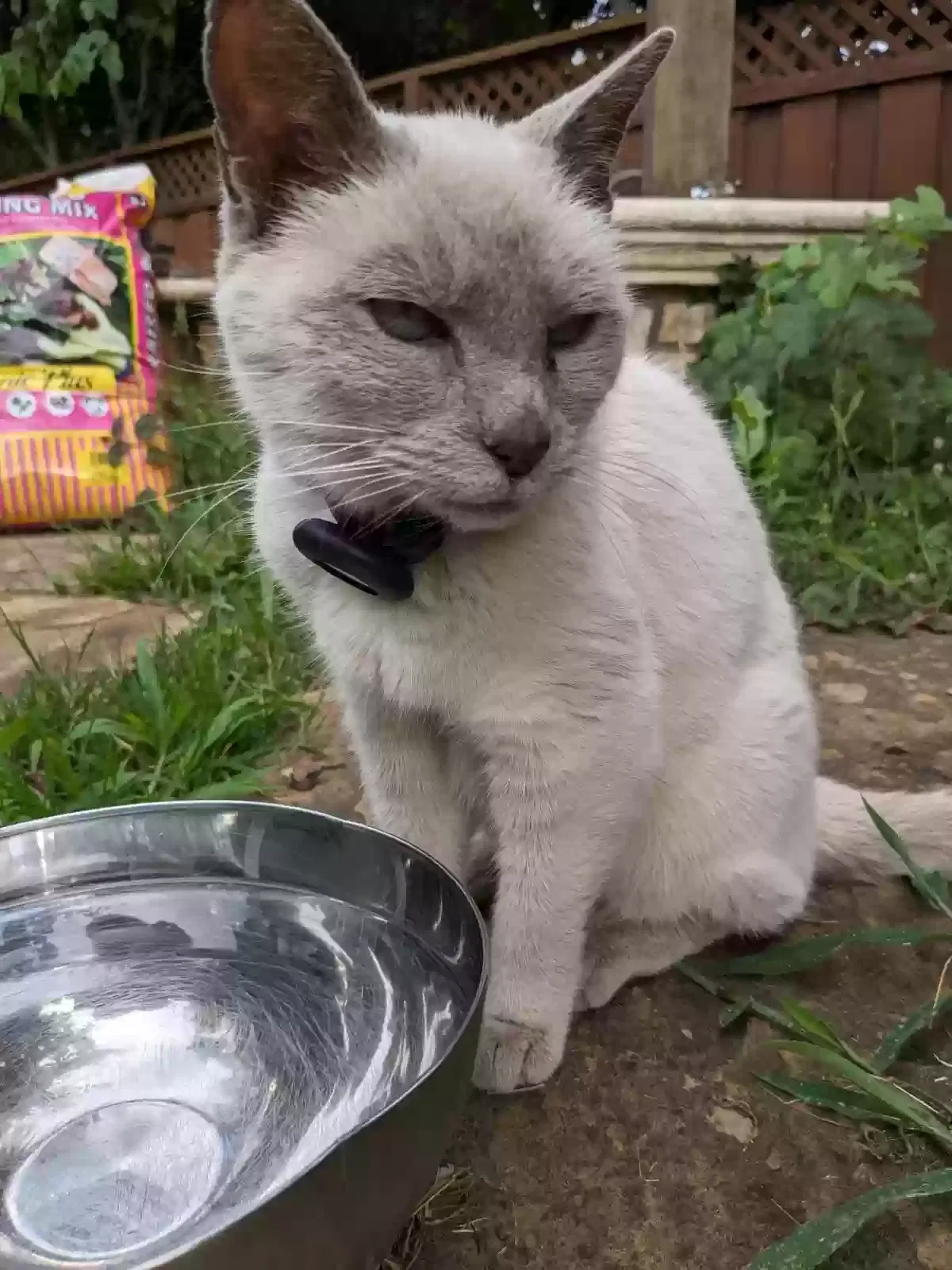 Lost cat in Morgan Hill, CA, 95037