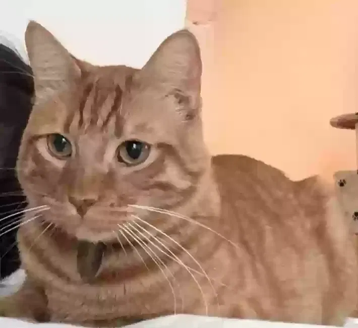 Lost cat in Encinitas, CA, 92024
