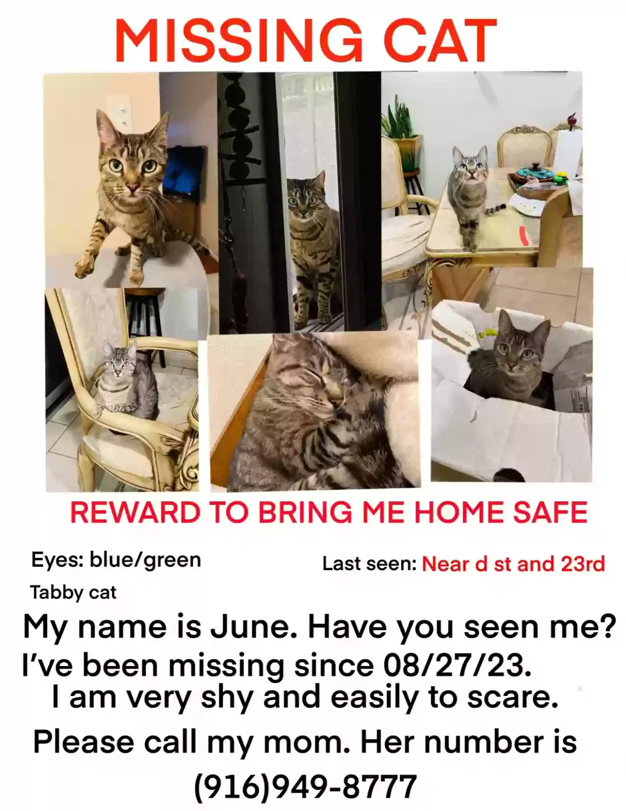 Lost cat in Sacramento, CA, 95816