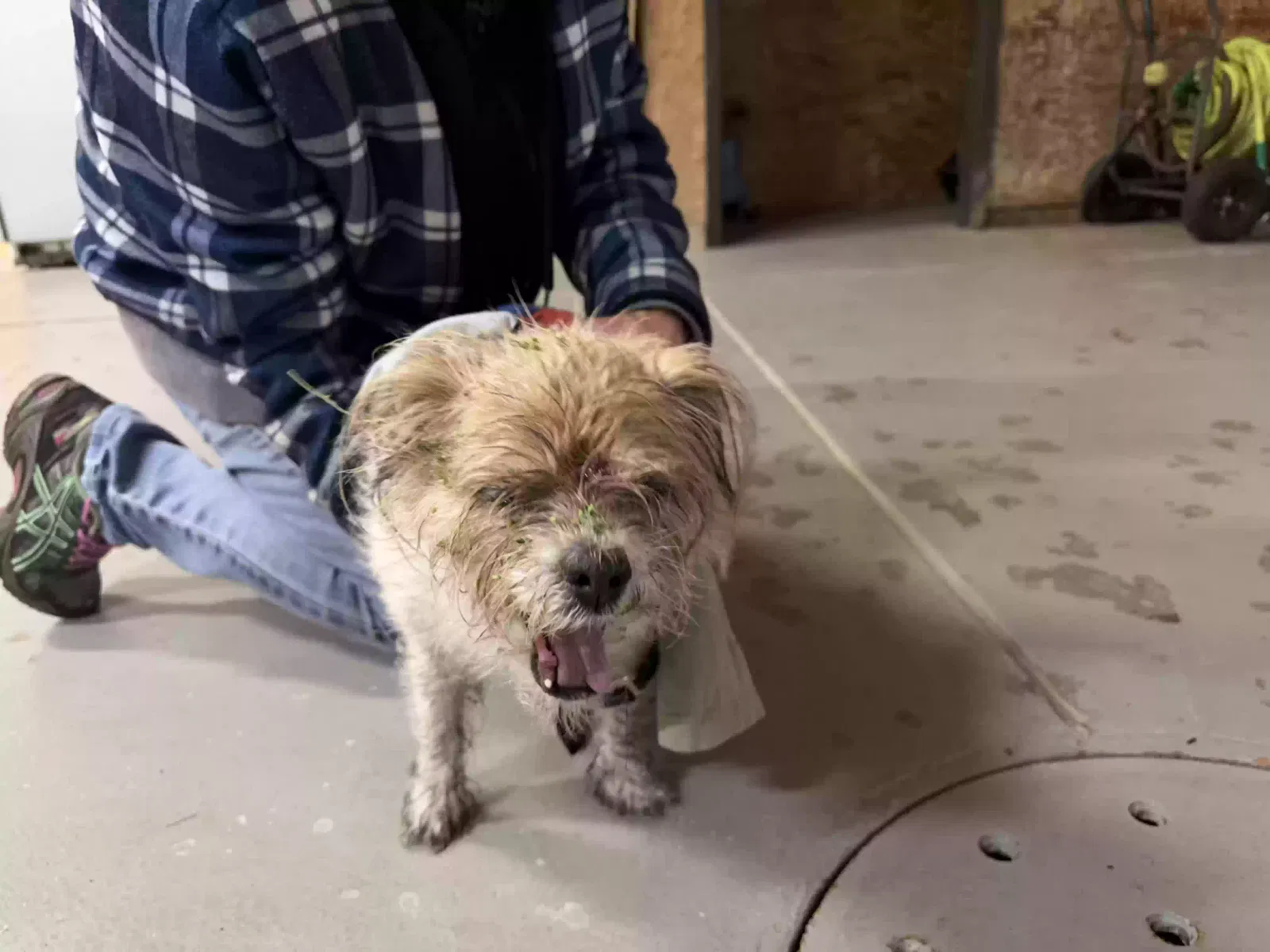 Found dog in Ortonville, MI, 48462