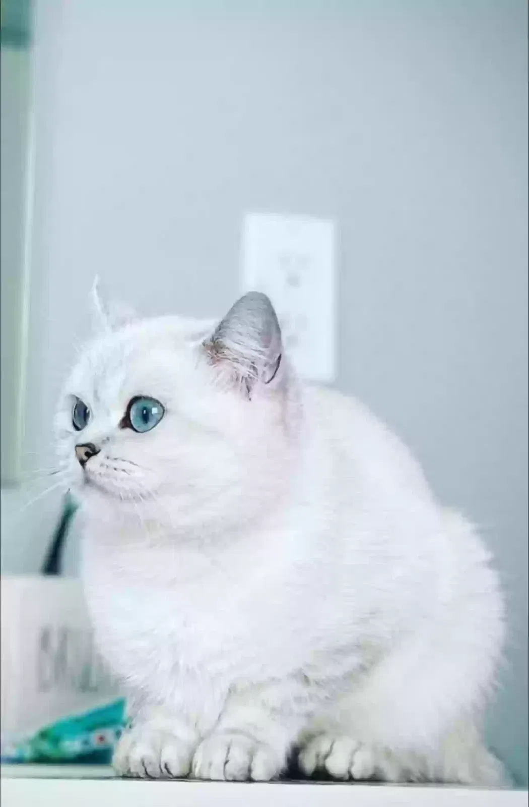 Lost cat in Lake Saint Louis, MO, 63367