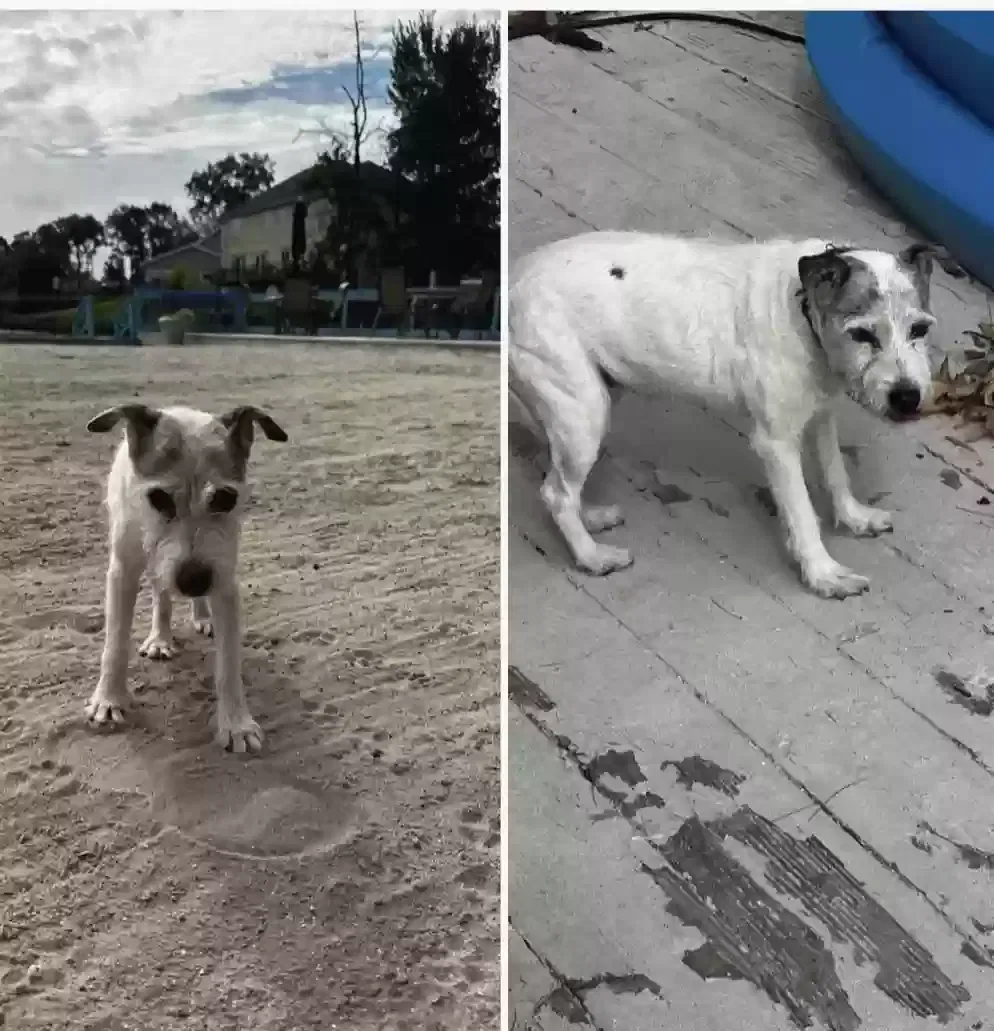 Found dog in Staten Island, NY, 10305