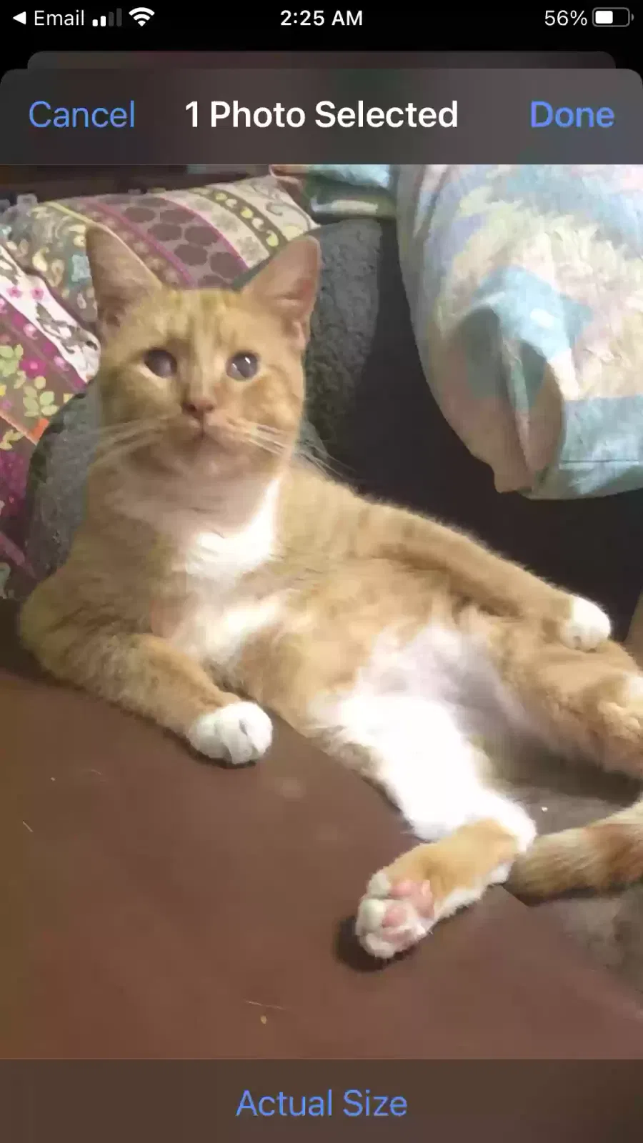 Lost cat in Houston, TX, 77041