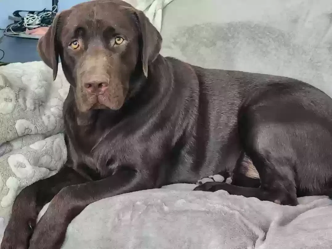 Lost dog in Harvey, LA, 70058