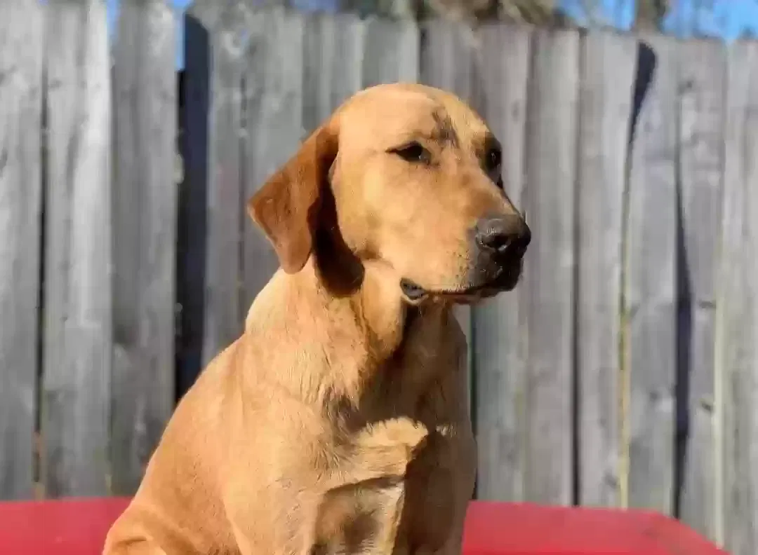 Lost dog in Harvey, LA, 70058