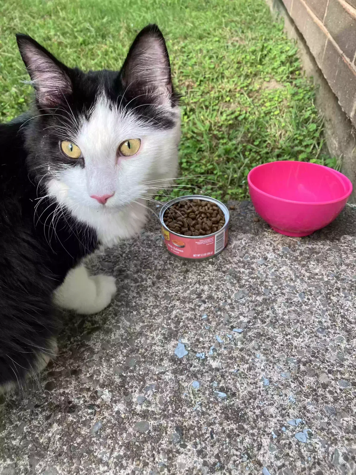 Found cat in Syracuse, NY, 13212