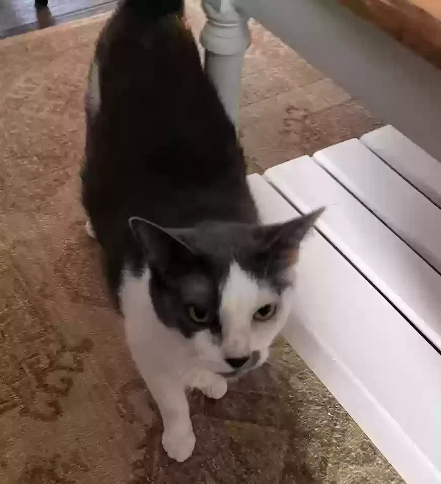 Lost cat in Marietta, GA, 30068