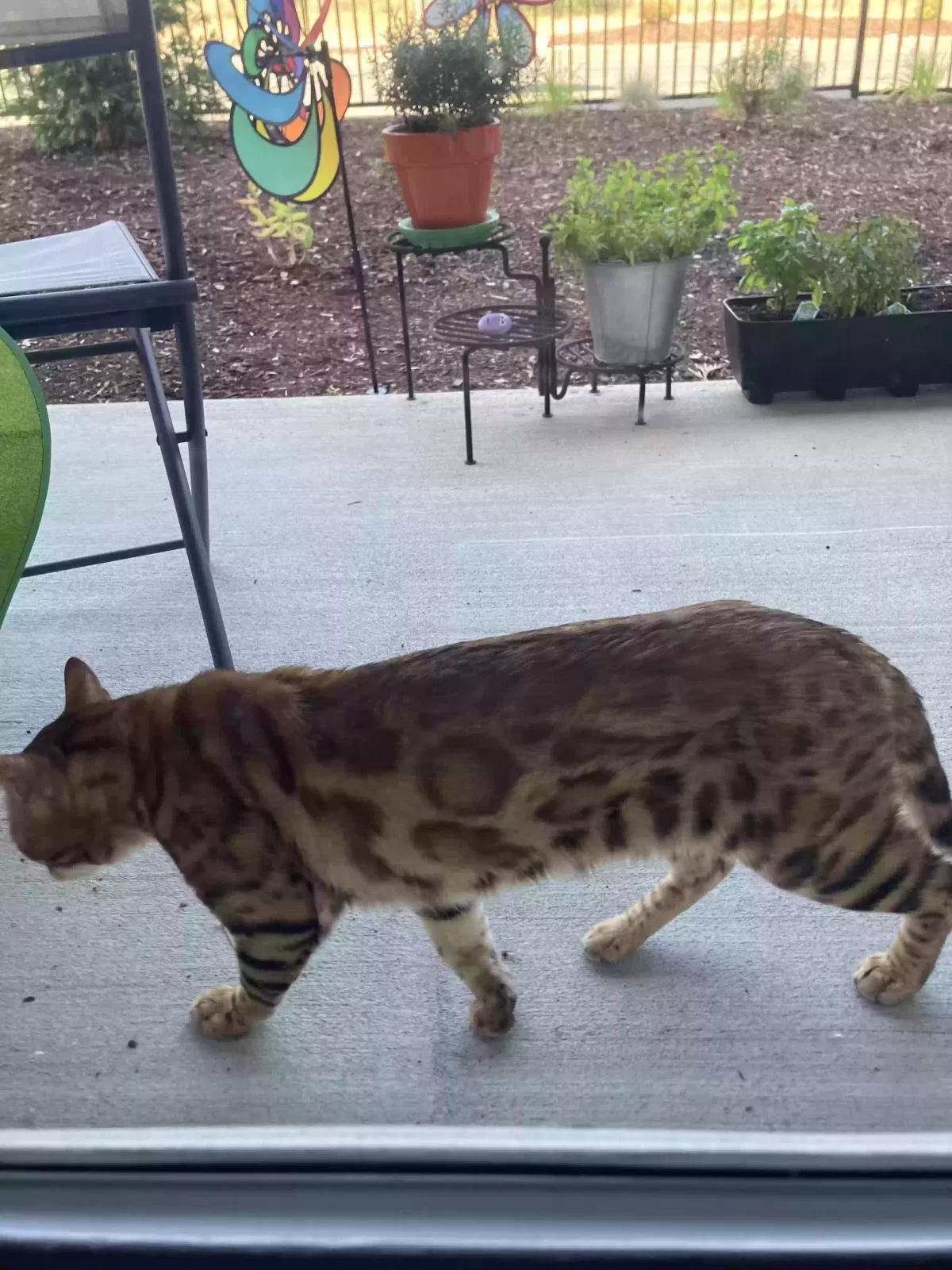 Found cat in Unknown, WA, 97597