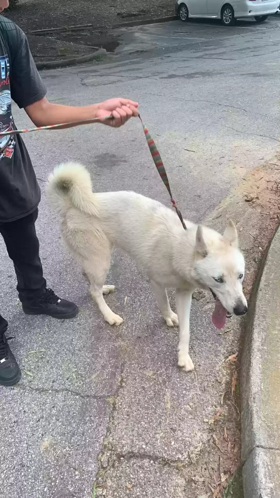 Found dog in Atlanta, GA, 30360