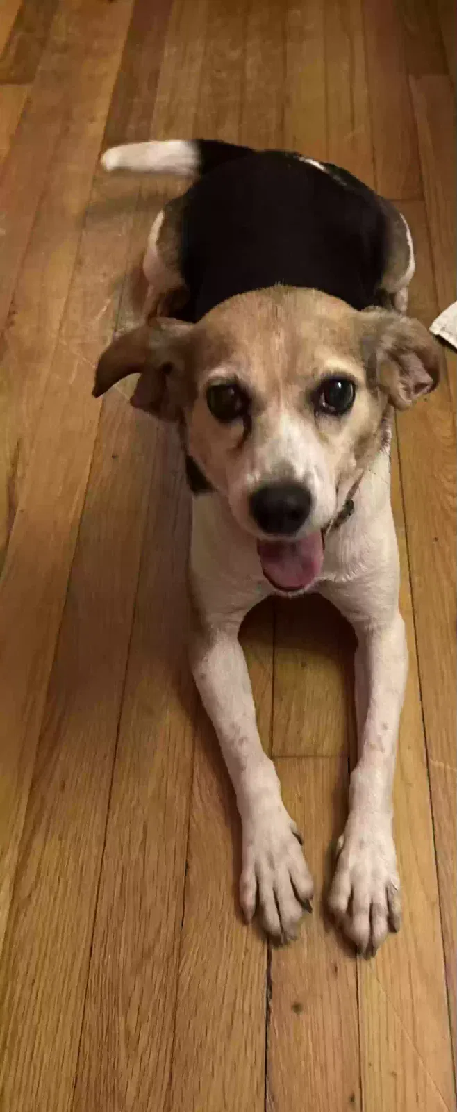 Found dog in Summerville, SC, 29485