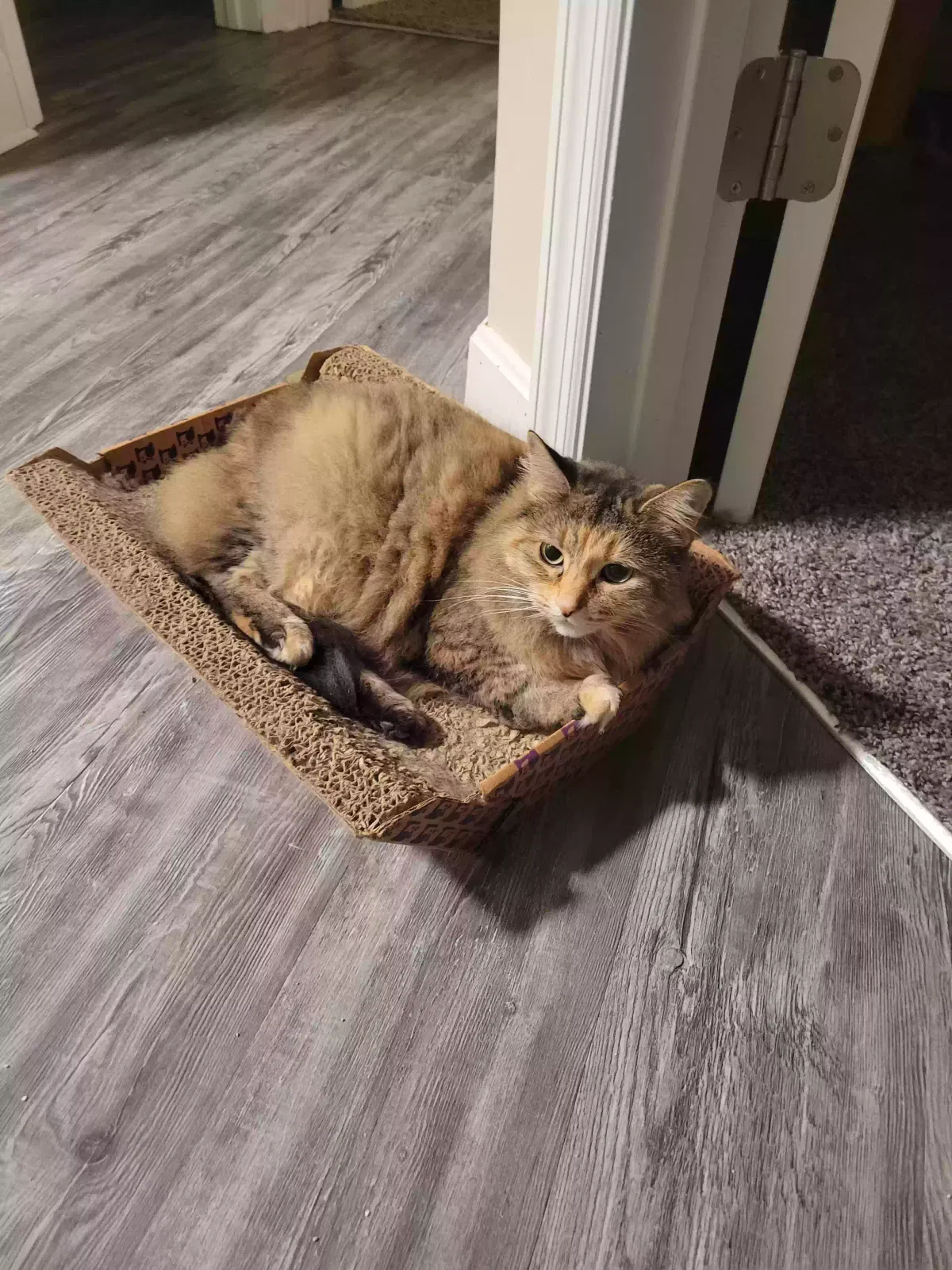 Lost cat in Erlanger, KY, 41018