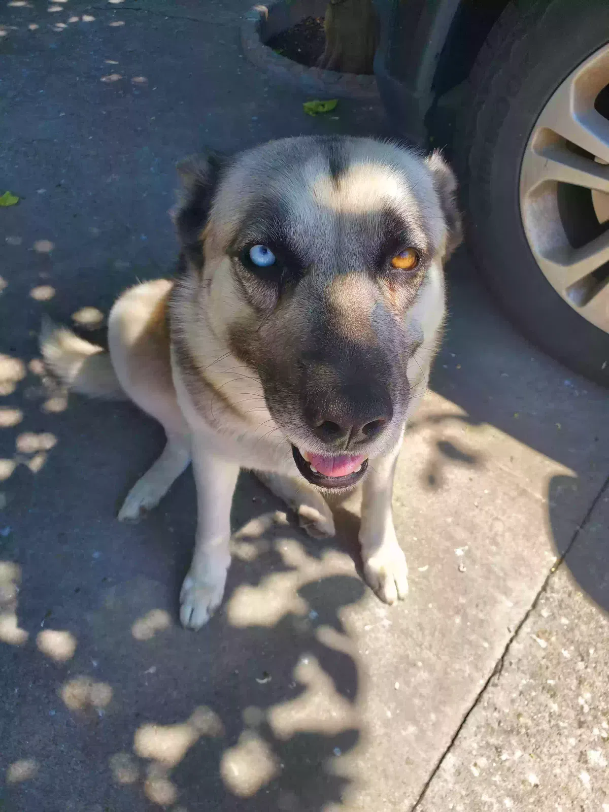 Lost dog in Compton, CA, 90220