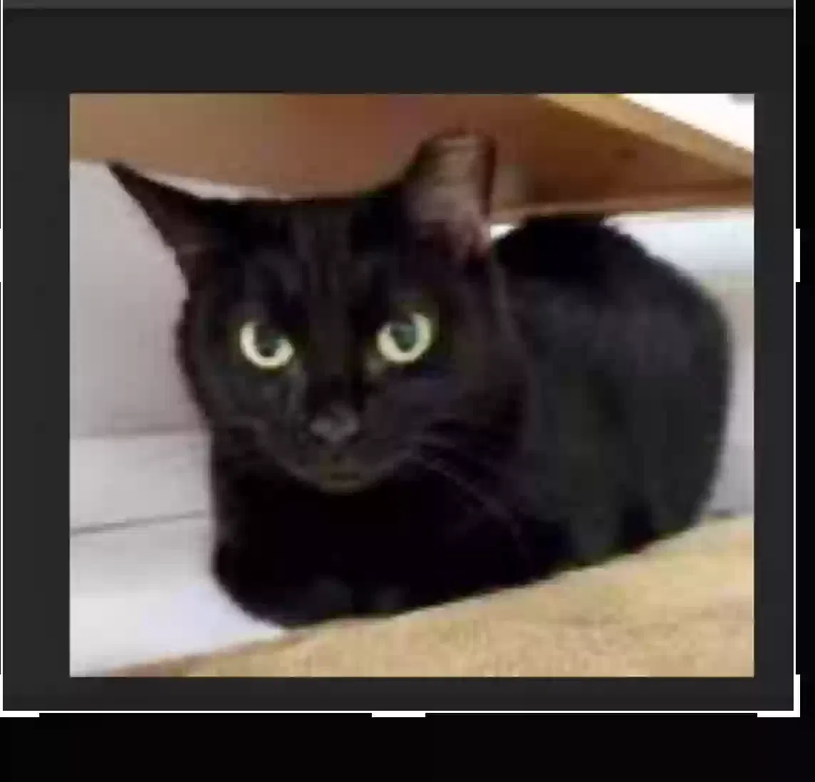 Lost cat in Lees Summit, MO, 64081