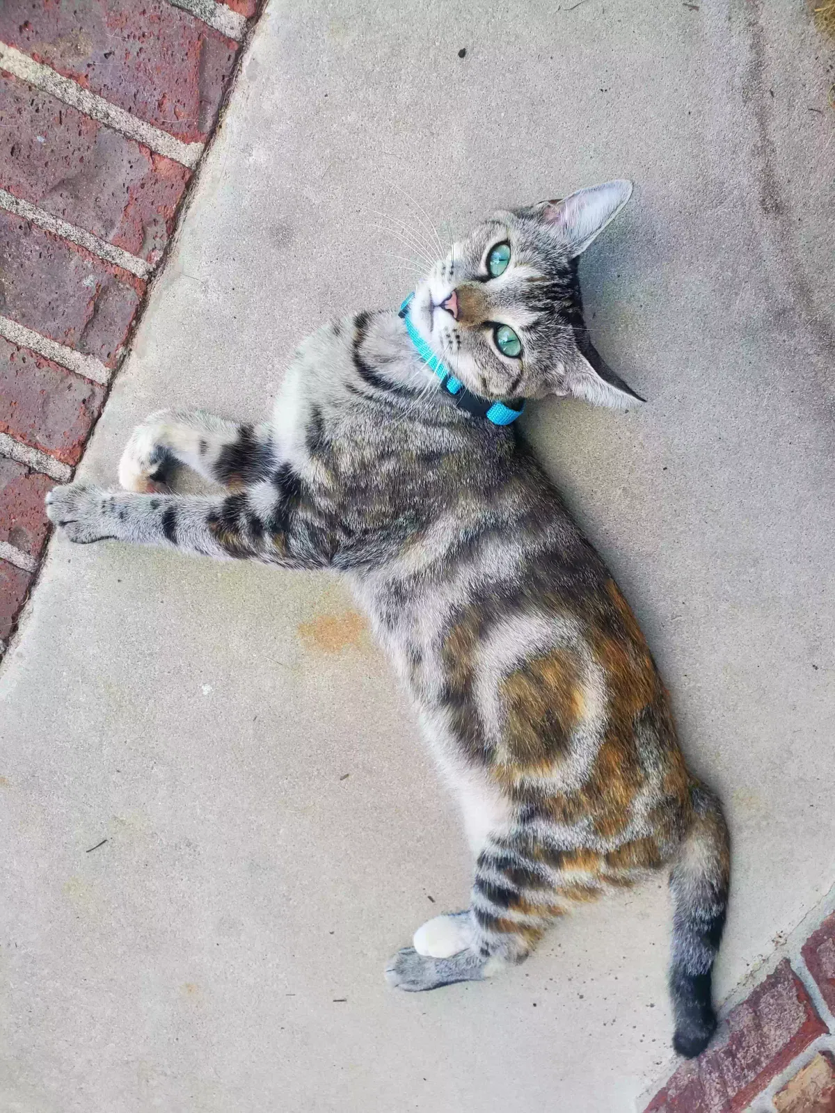 Lost cat in Lexington, SC, 29073