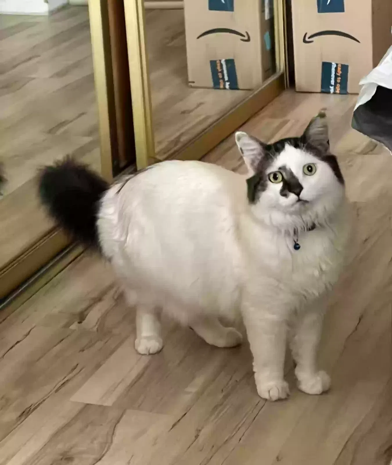 Lost cat in Riverside, CA, 92506