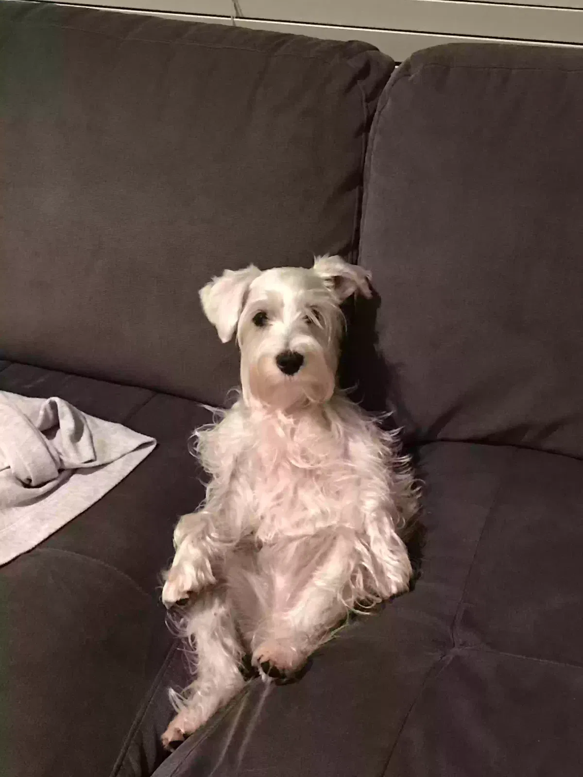 Lost dog in Miami, FL, 33173