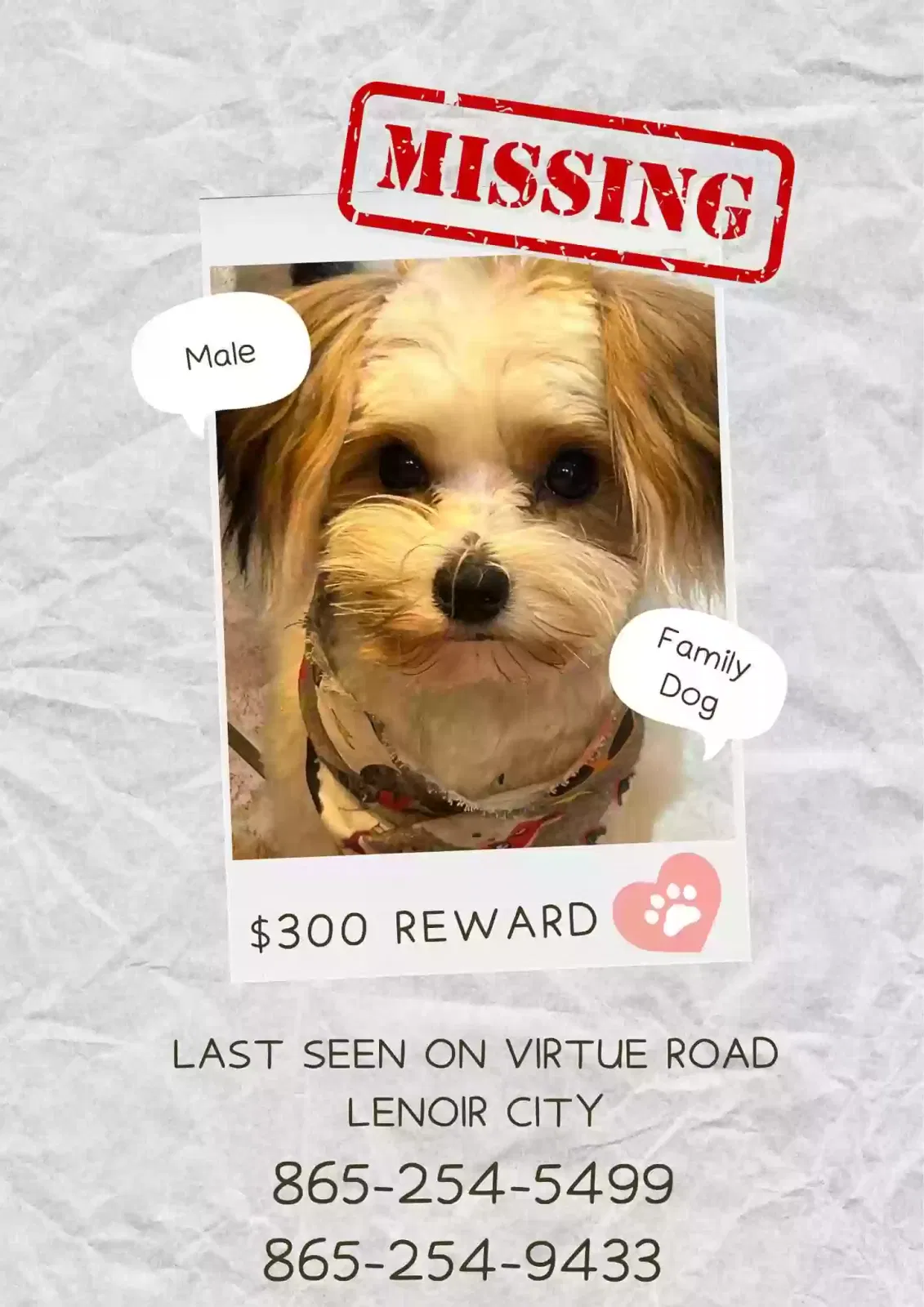 Lost dog in Lenoir City, TN, 37772