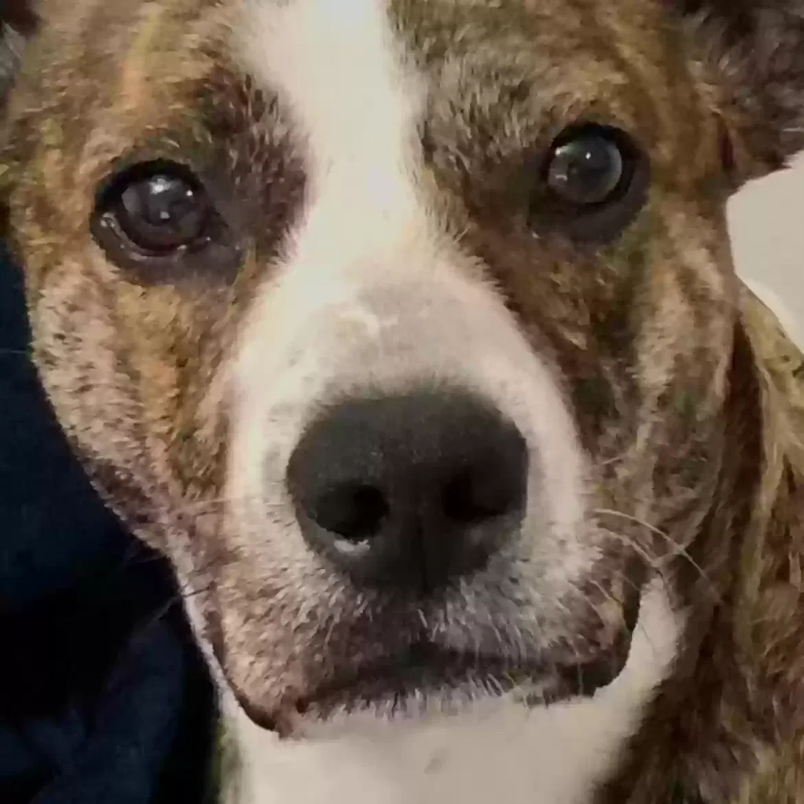 Lost dog in San Antonio, TX, 78251
