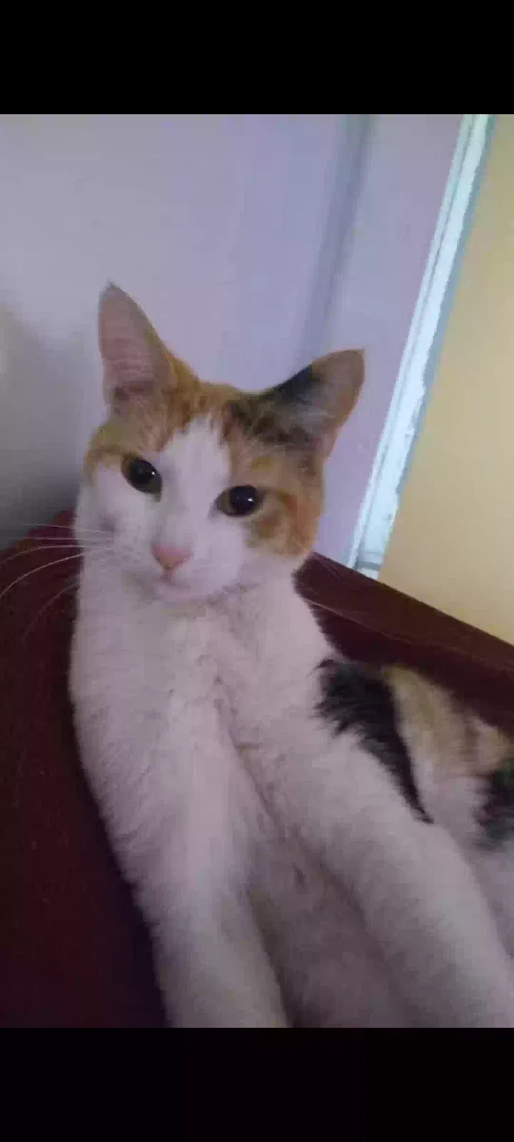 Lost cat in Bronx, NY, 10457