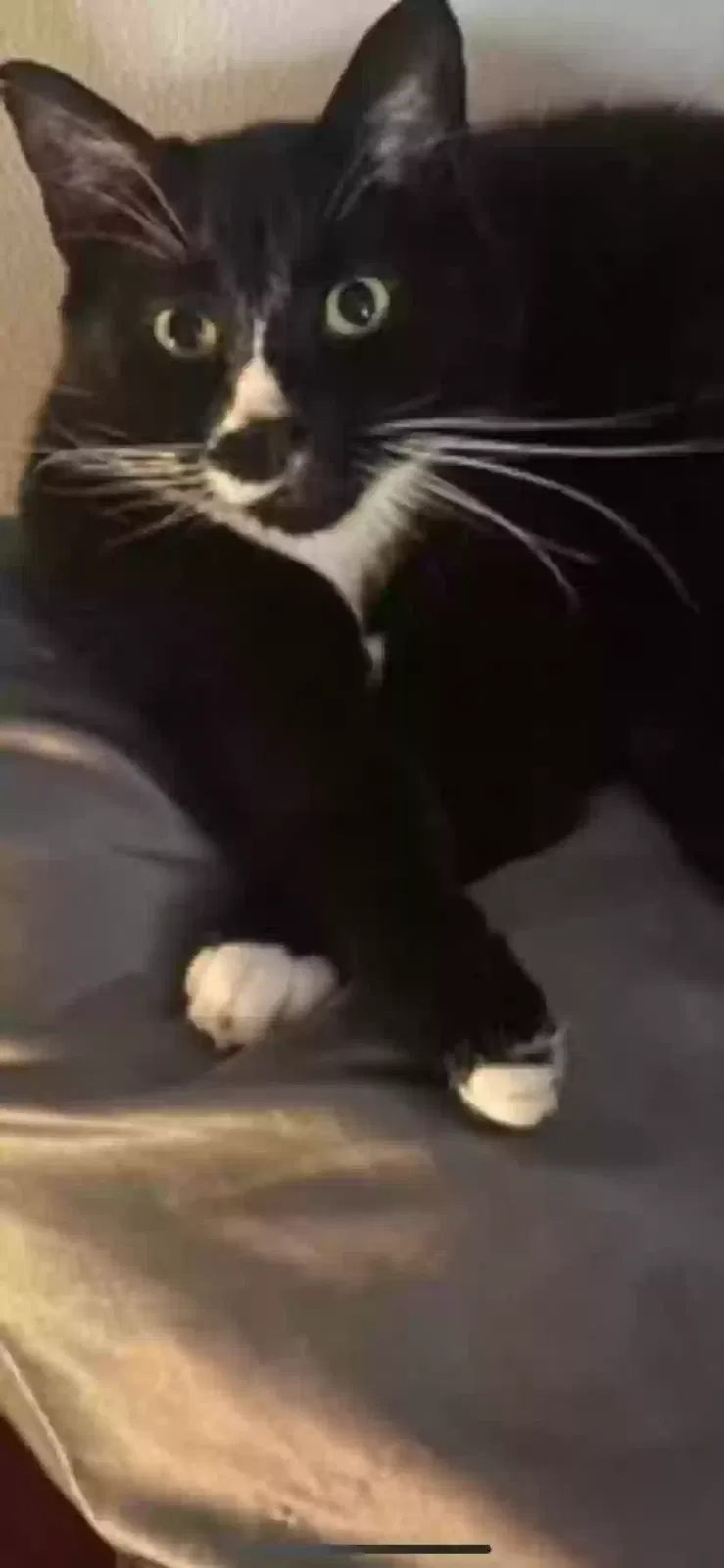 Lost cat in Auburn, WA, 98001