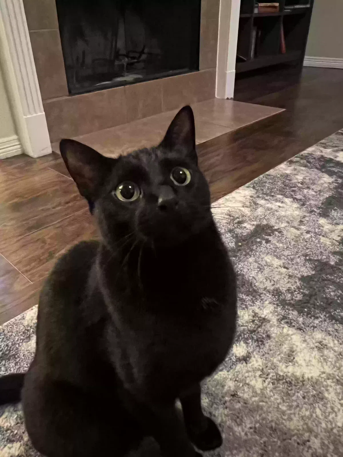 Lost cat in Conroe, TX, 77304
