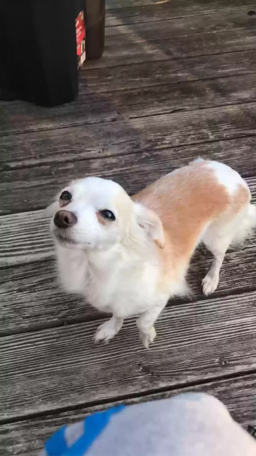 Lost dog in Baltimore, MD, 21215