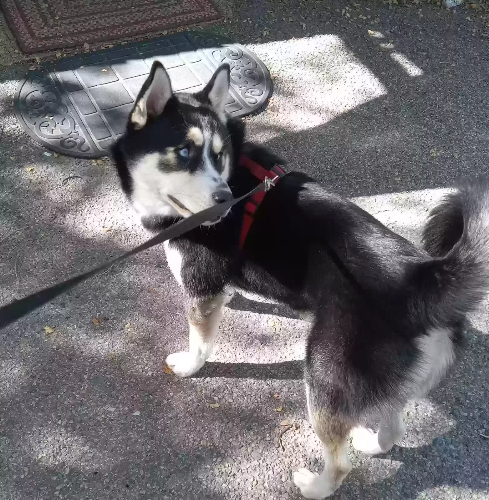 Found dog in Prescott, AZ, 86301