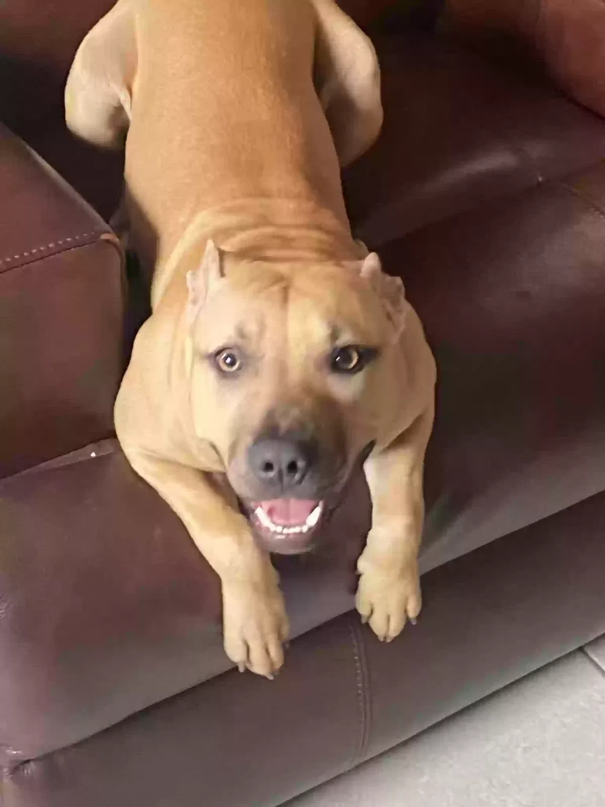 Lost dog in Hollywood, FL, 33024