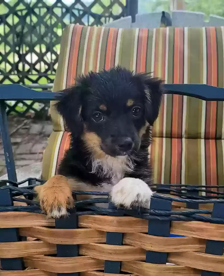 Lost dog in Burnsville, MN, 55306
