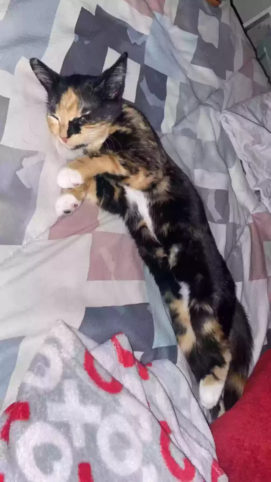 Lost cat in Brooks, KY, 40109