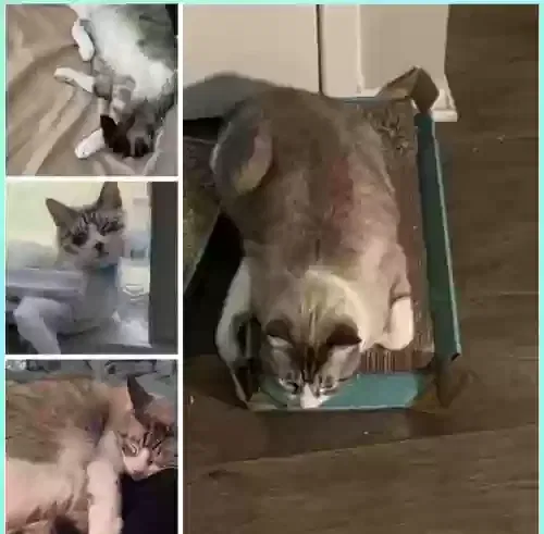 Lost cat in Austin, TX, 78753