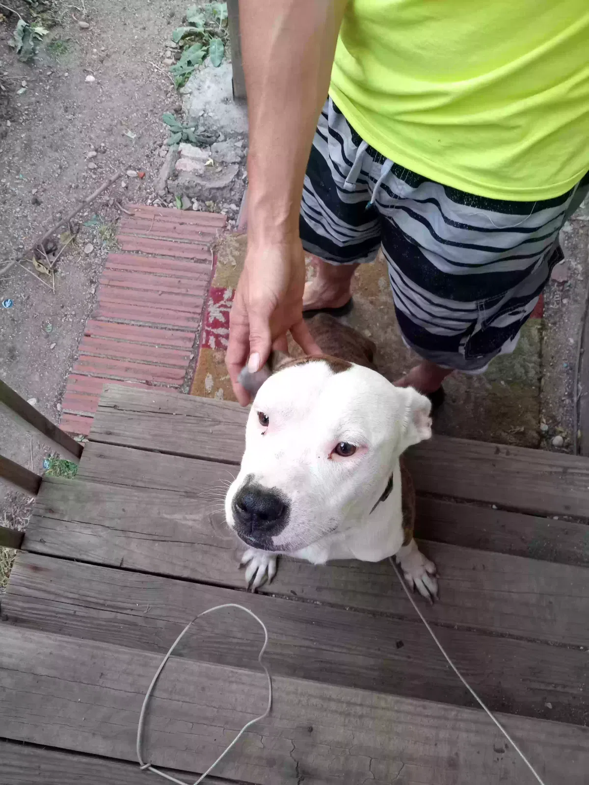 Lost dog in Des Moines, IA, 50313