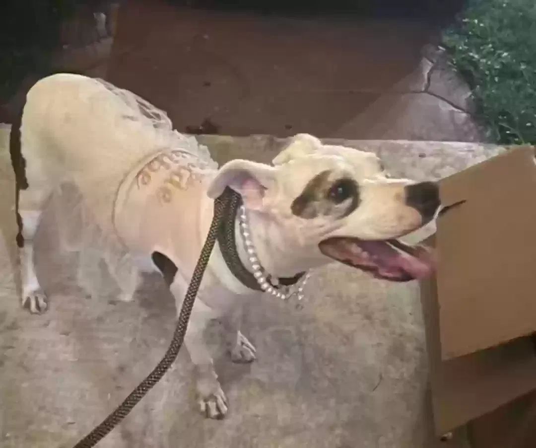 Lost dog in Miami, FL, 33174