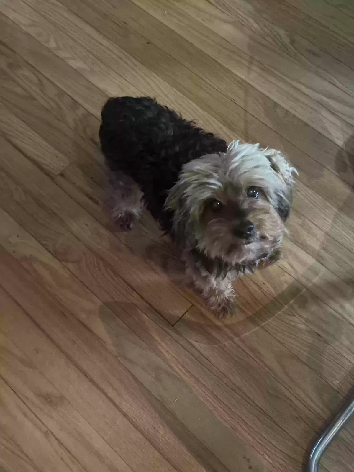 Lost dog in Chicago, IL, 60634