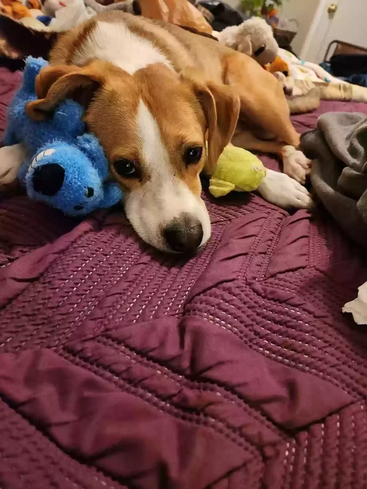 Lost dog in Hamilton, MT, 59840
