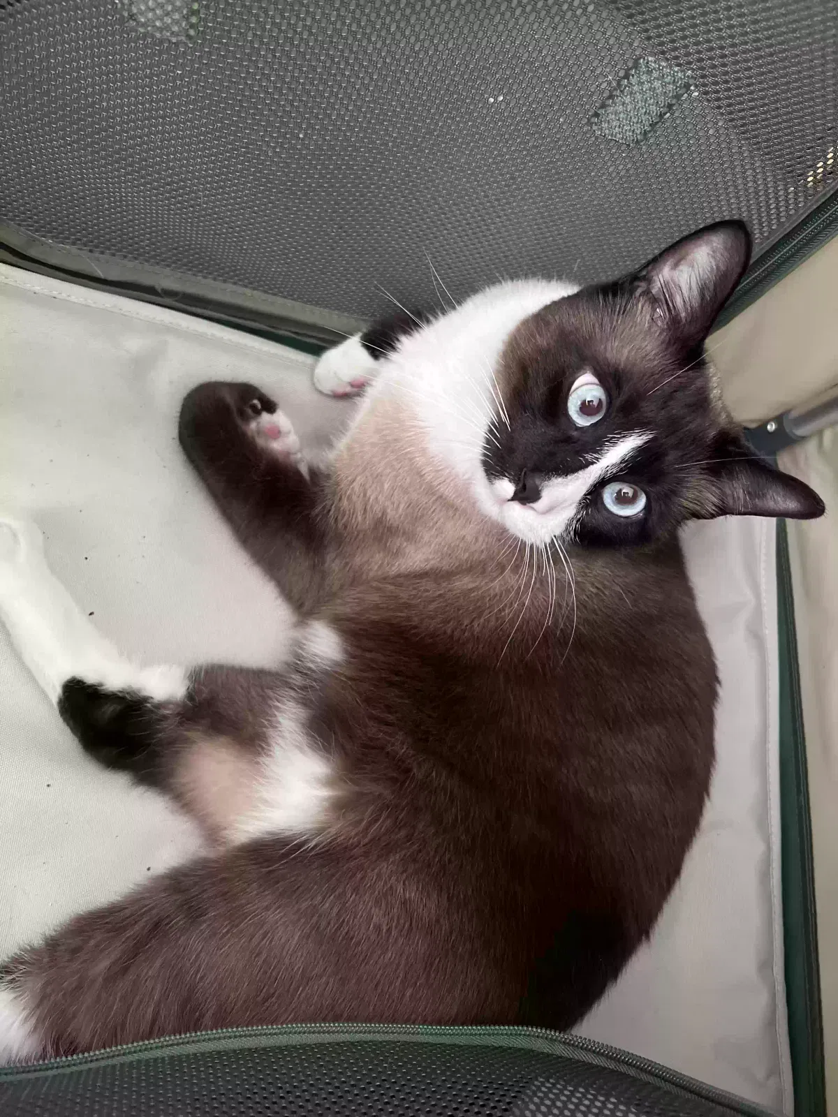 Lost cat in Richmond, VA, 23237