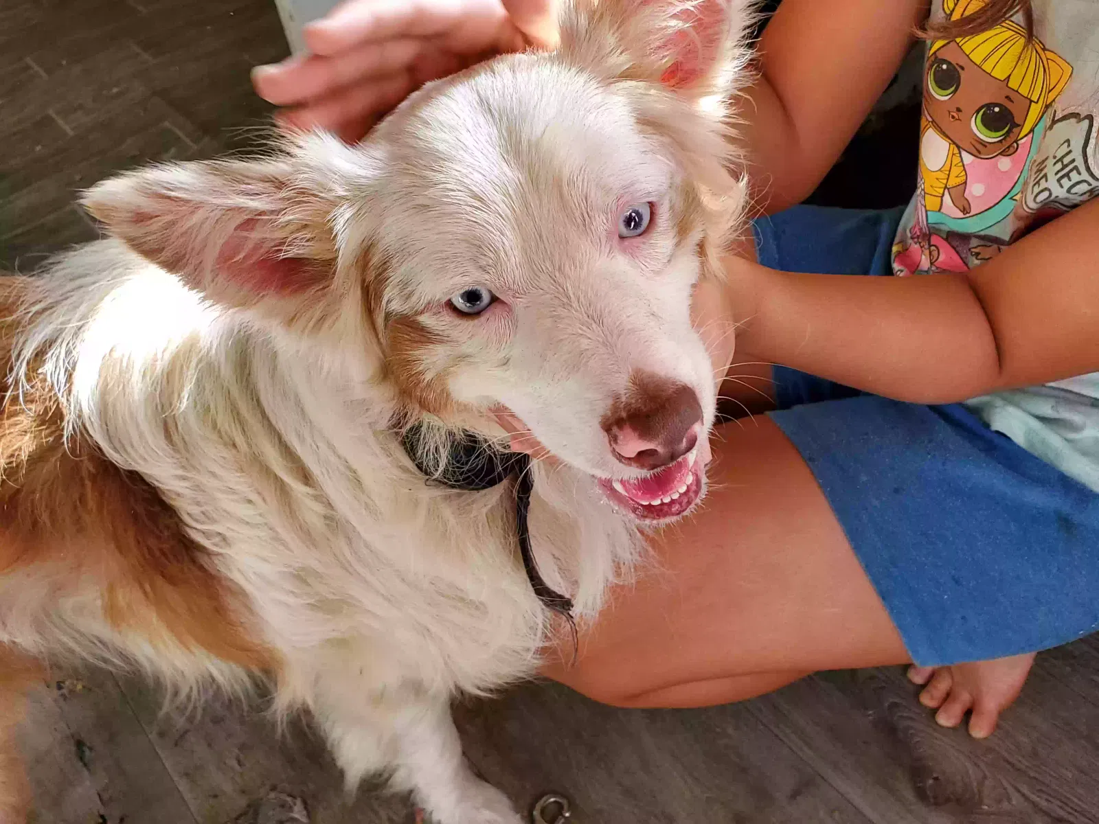 Found dog in Hopkins, SC, 29061