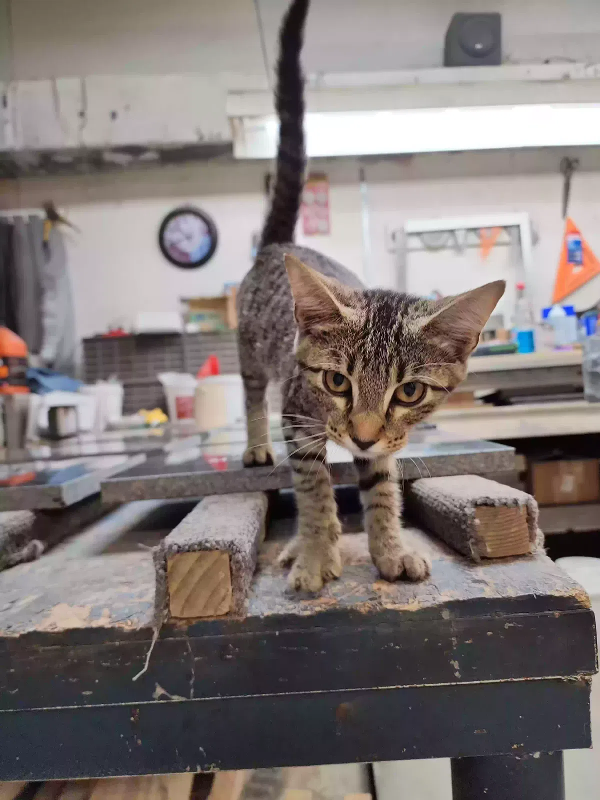 Found cat in Jonesboro, AR, 72401