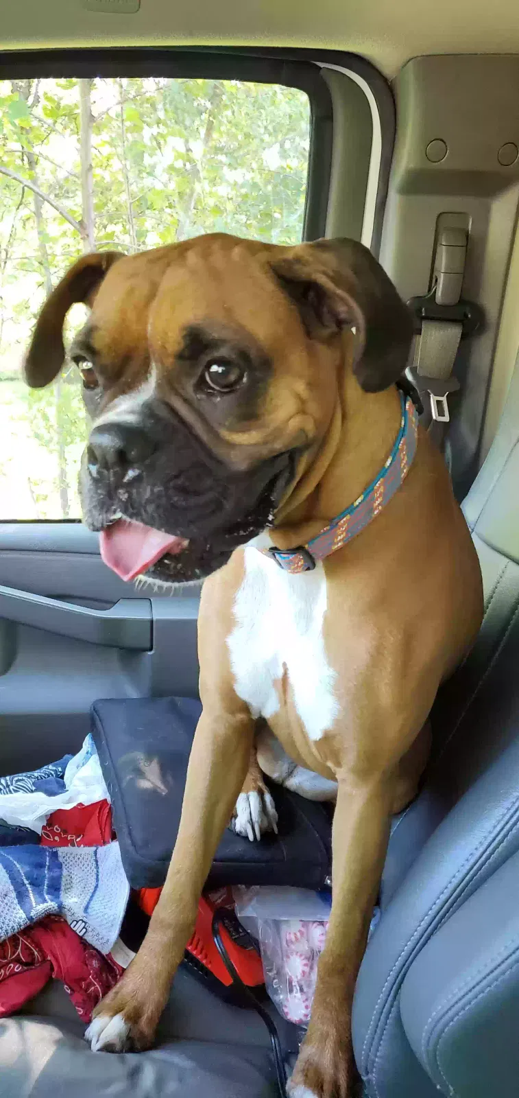 Found dog in Davison, MI, 48423