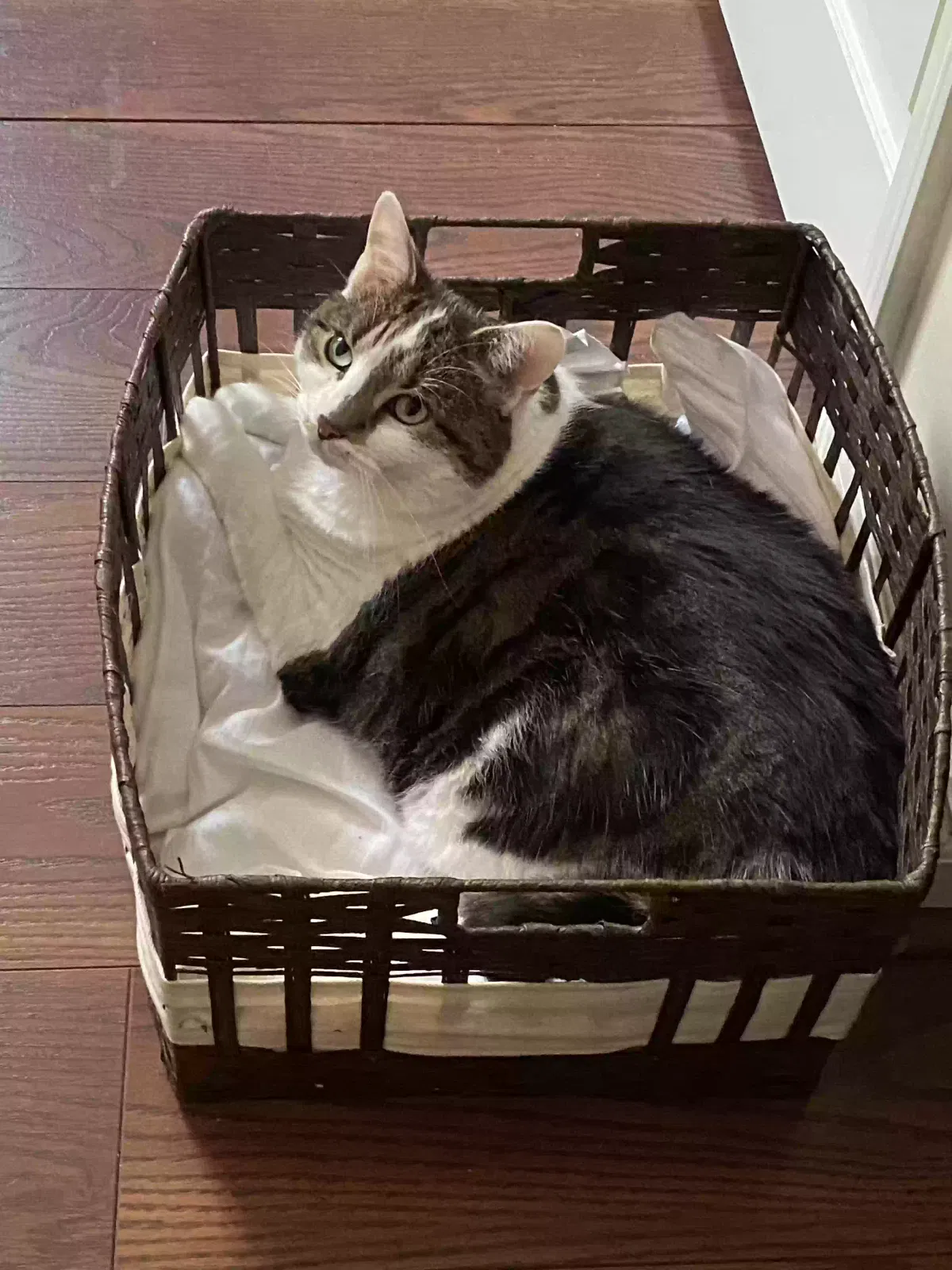Found cat in Lilburn, GA, 30047