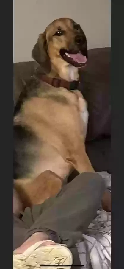 Lost dog in Largo, FL, 33771