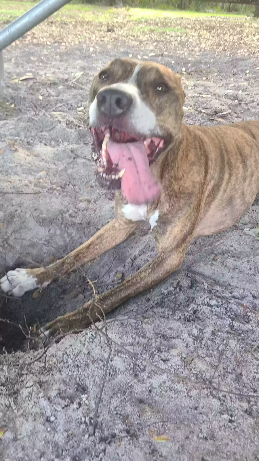 Lost dog in Tampa, FL, 33604