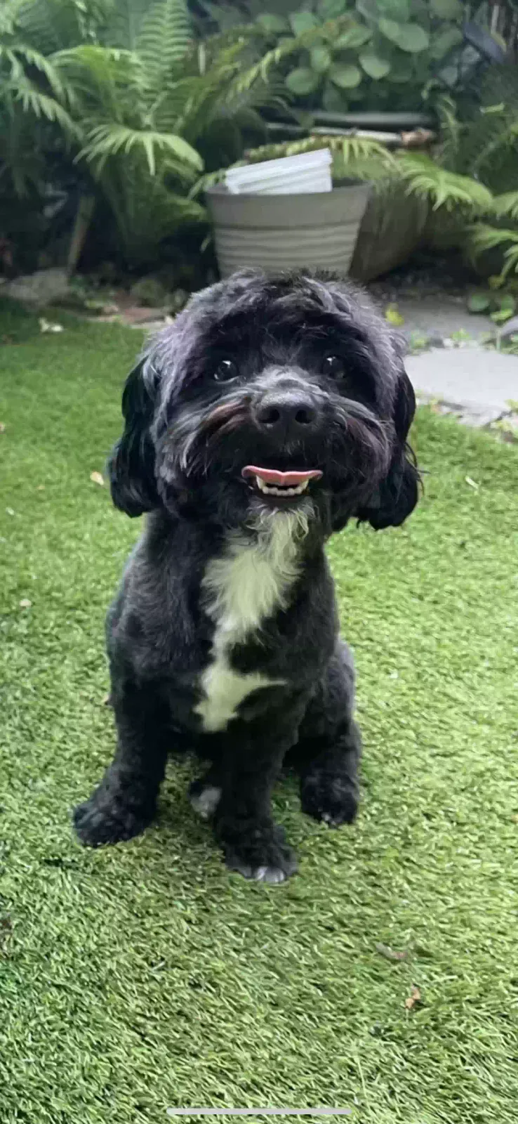 Lost dog in Jamaica, NY, 11434