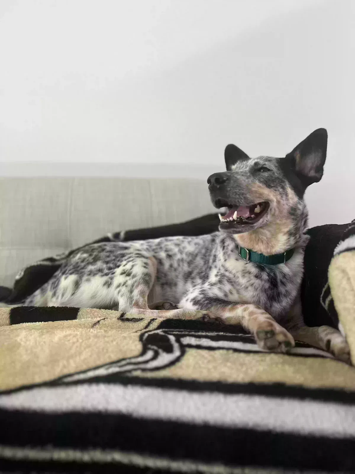 Lost dog in Houston, TX, 77071