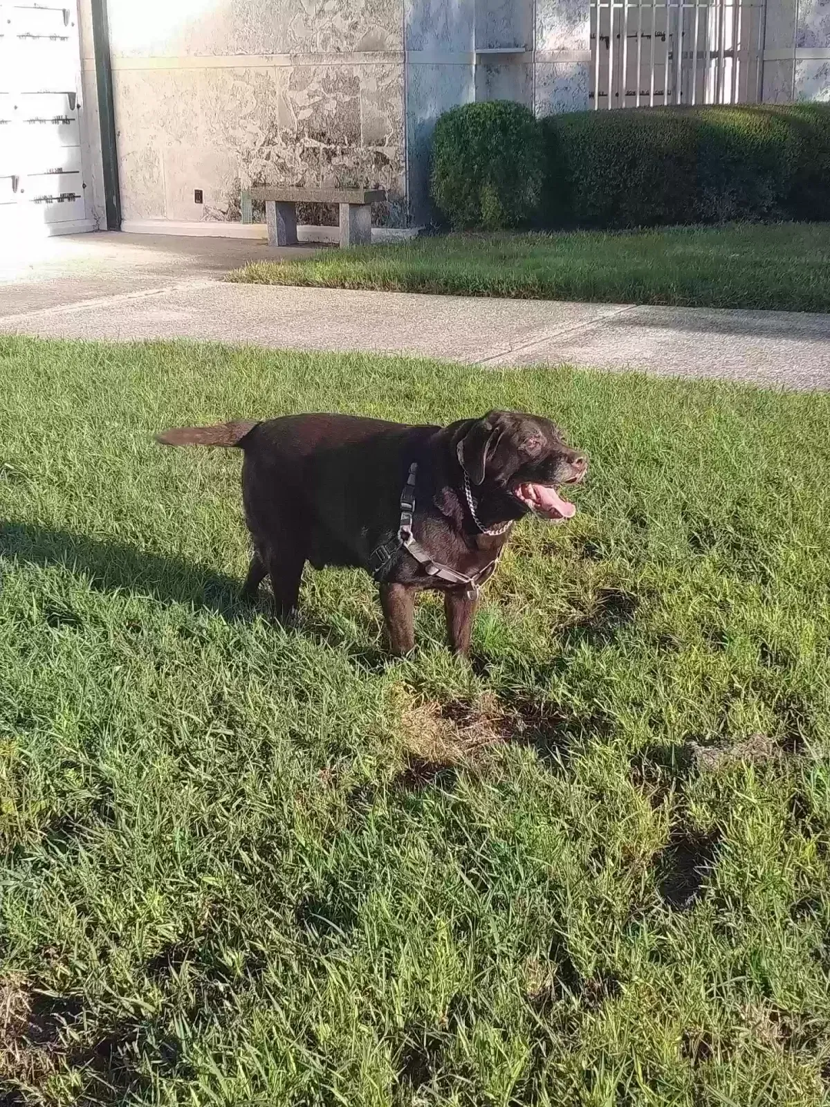 Lost dog in Saint Petersburg, FL, 33702