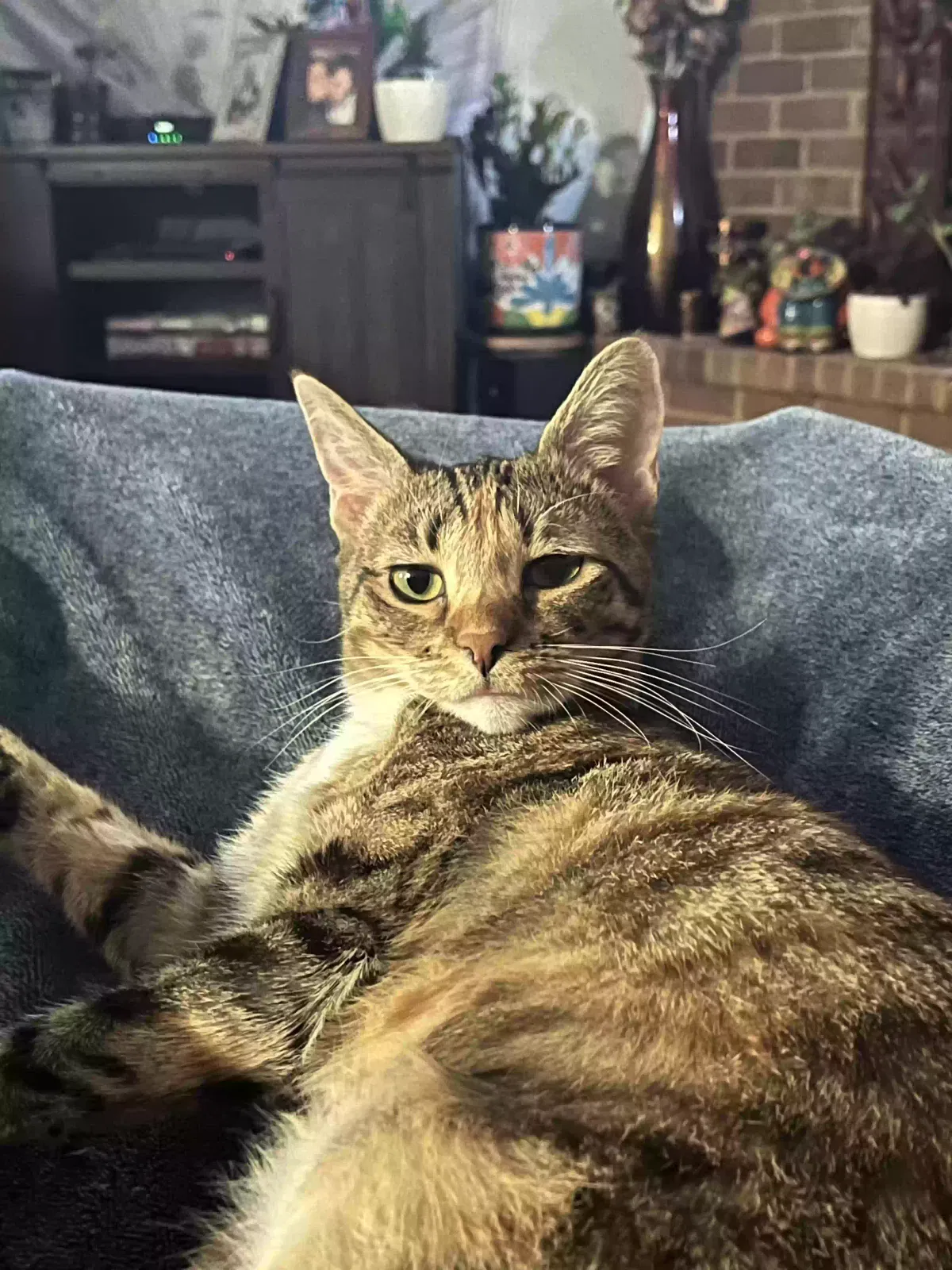 Lost cat in Seguin, TX, 78155